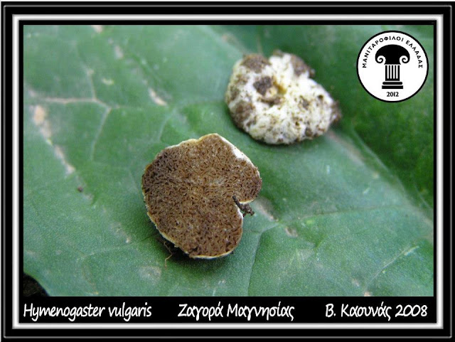 Hymenogaster vulgaris Tul. & C. Tul.
