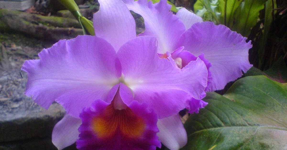 BUNGA ANGGERIK: Koleksi gambar bunga orkid yang cantik (Part 1)
