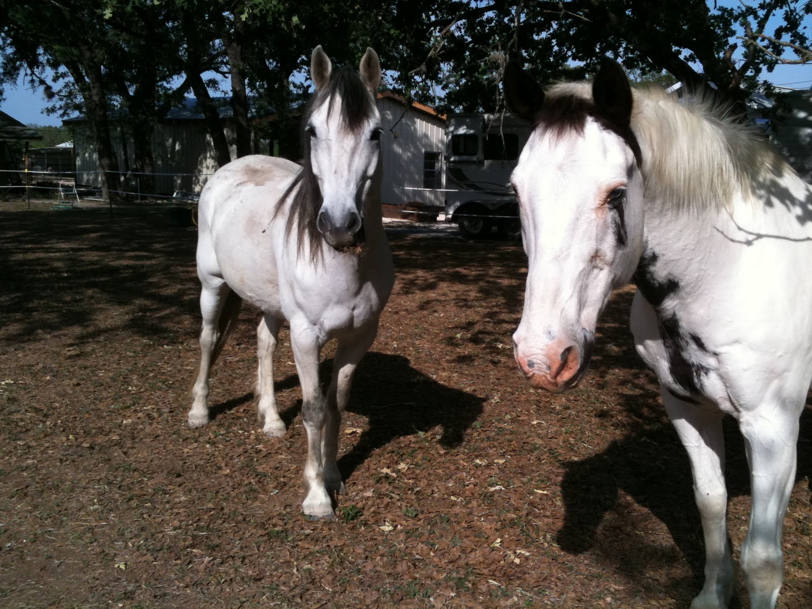 Wyvern Oaks Herd dynamics pt 1 The boss horses