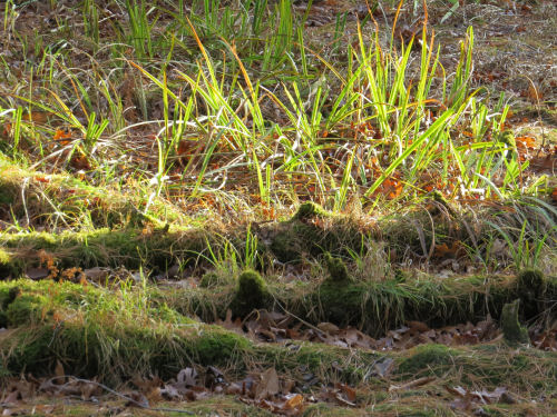 grass on rotting logs
