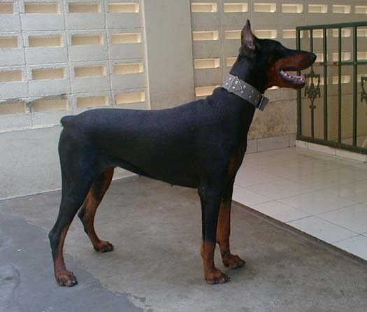 Angin Laut China Selatan: SADIS : DISERANG ANJING KETIKA JOGGING