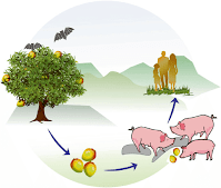 Nipah Virus Kya Hai