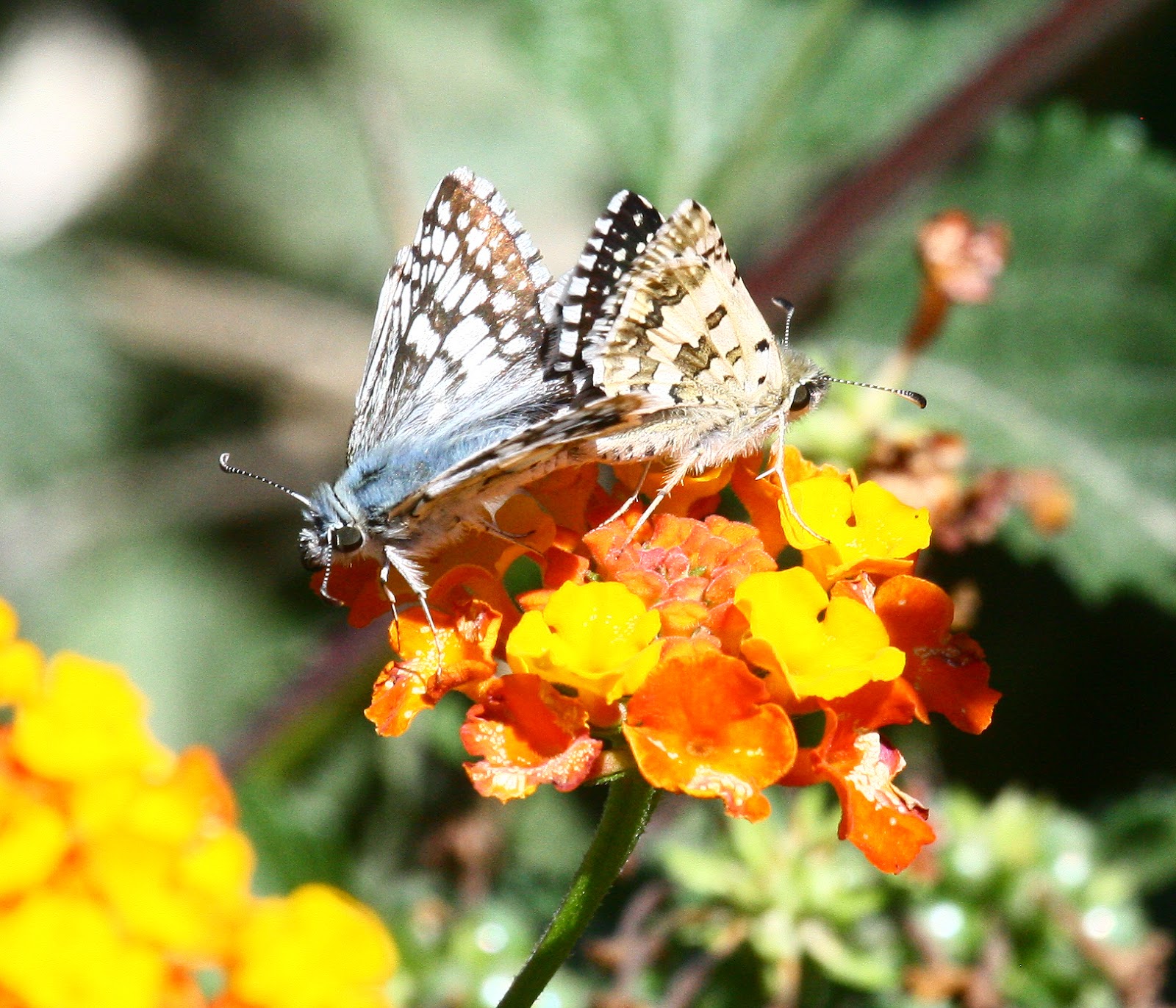 Texas Butterflies of Carolyn Ohl CheckeredSkipper, Common