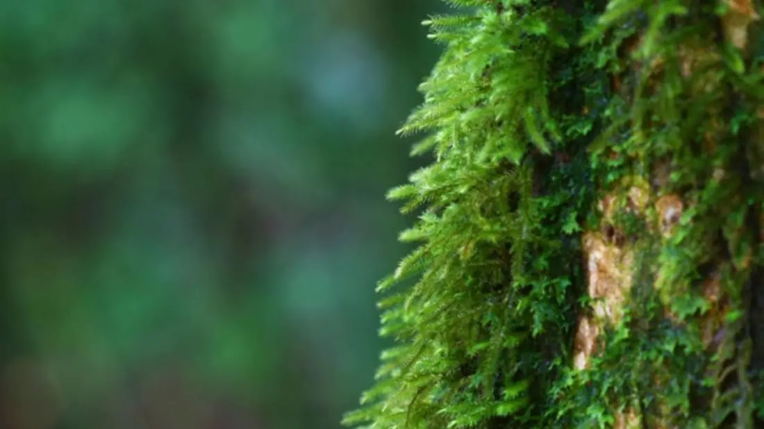 Agaclarin Yosun Tutmus Tarafi Hangi Yonu Gosterir