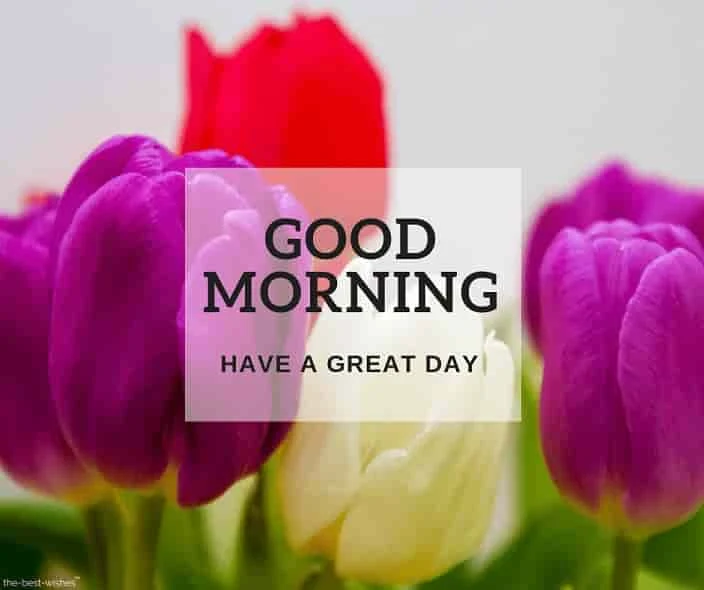 good morning wishes with colorful flowers