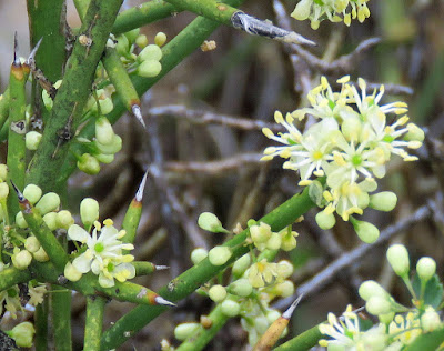 Muttering Plant Musings