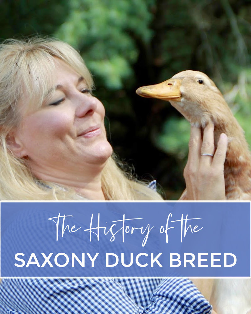 The History of The Saxony Duck Breed Fresh Eggs Daily®