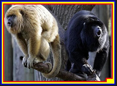 7 Binatang Yang Paling Berisik Di Bumi Berbagi Pengetahuan