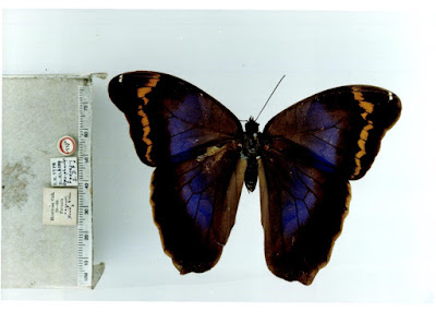 Mariposa cañera violeta (Eryphanis reevesii)