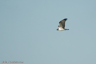 Águila pescadora (Pandion haliaetus)