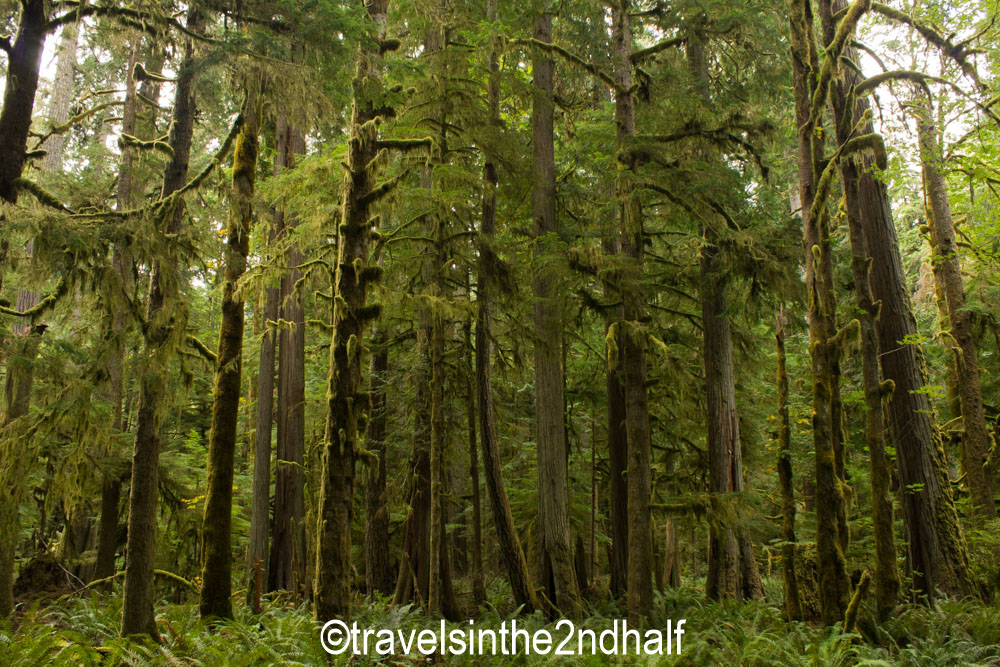 Travels In The 2nd Half Olympic National Park Part 1