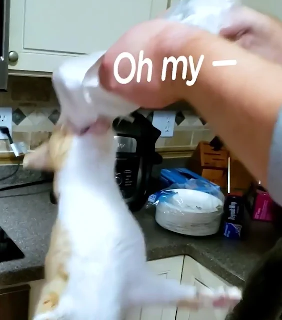 Cat obsessed with food and he steals it all the time.