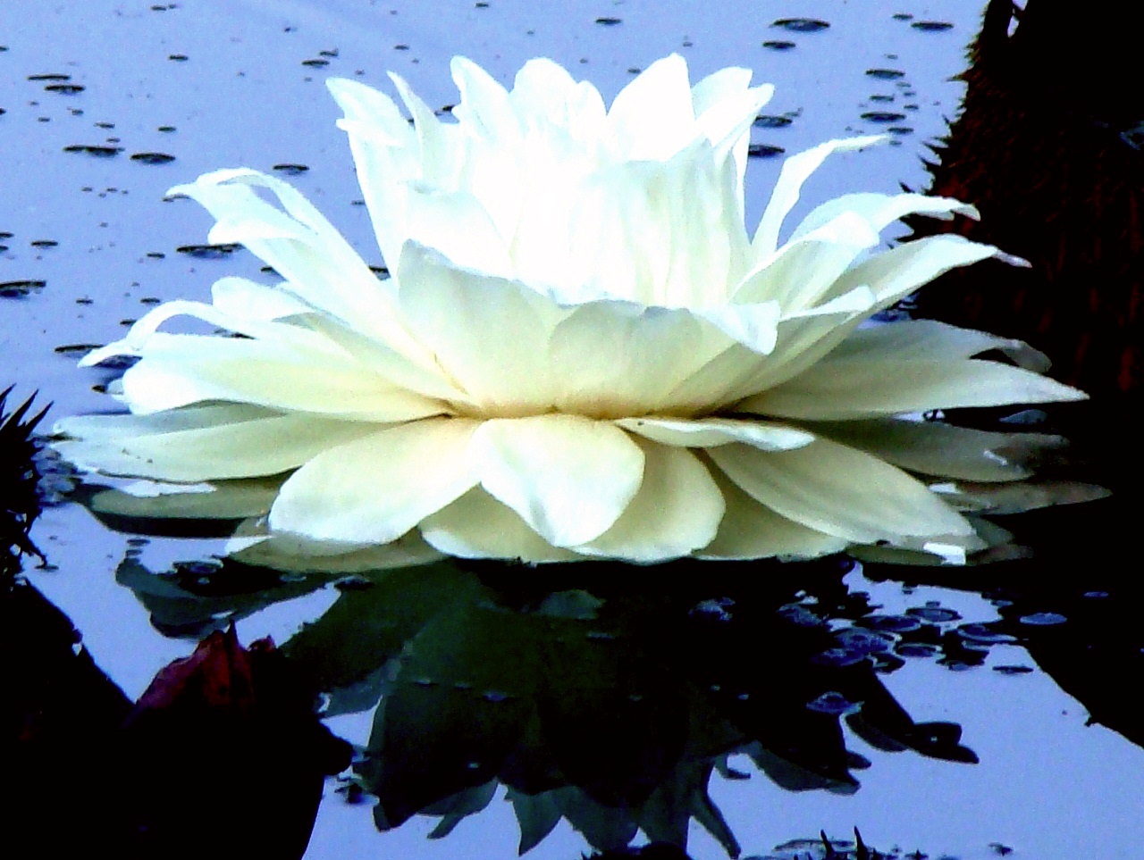 Uma Flor Por Dia Vit ria r gia