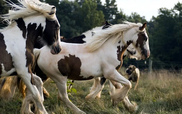 Twee wit bruine paarden