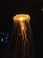 medusa illuminata
