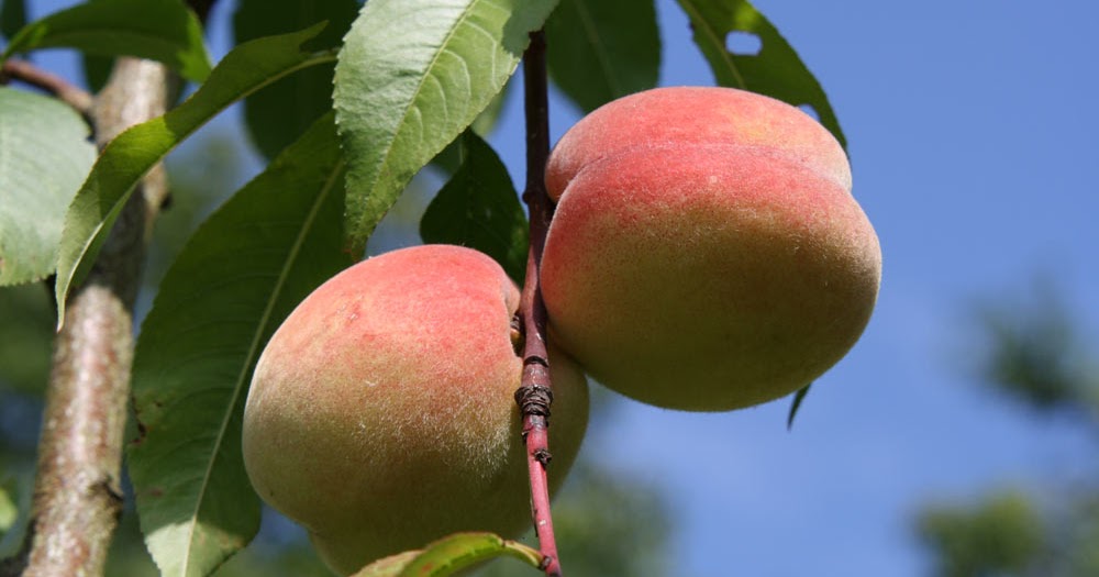 Gartenzone Pfirsiche ohne Kräuselkrankheit