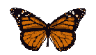 Animation Bundle: Butterfly Animation Butterfly Gif Butterfly Clipart