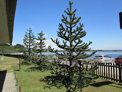 Chiloe Trees