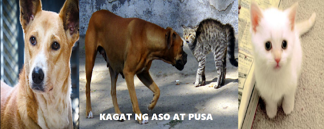 Mga dapat gawin kapag nakagat ng aso at pusa   