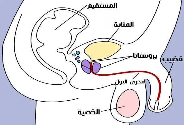 male-reproductive-system-جهاز-تناسلي-ذكري