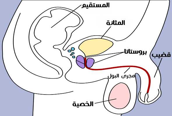 فقط الجنسية في الجهاز تتكون الخلايا التناسلي الذكري نستطيع ان