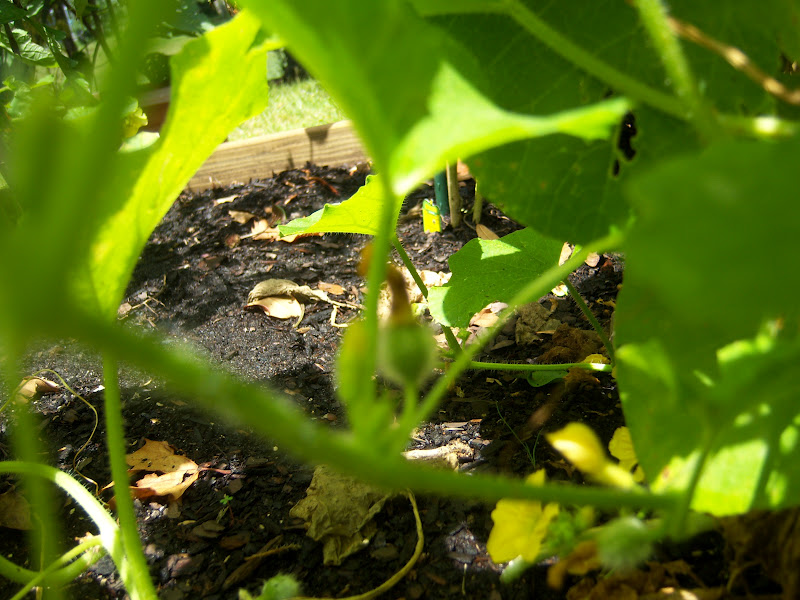My garden and Aerogardens Raised bed / cantaloupe