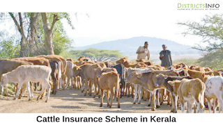 Cattle Insurance Scheme in Kerala