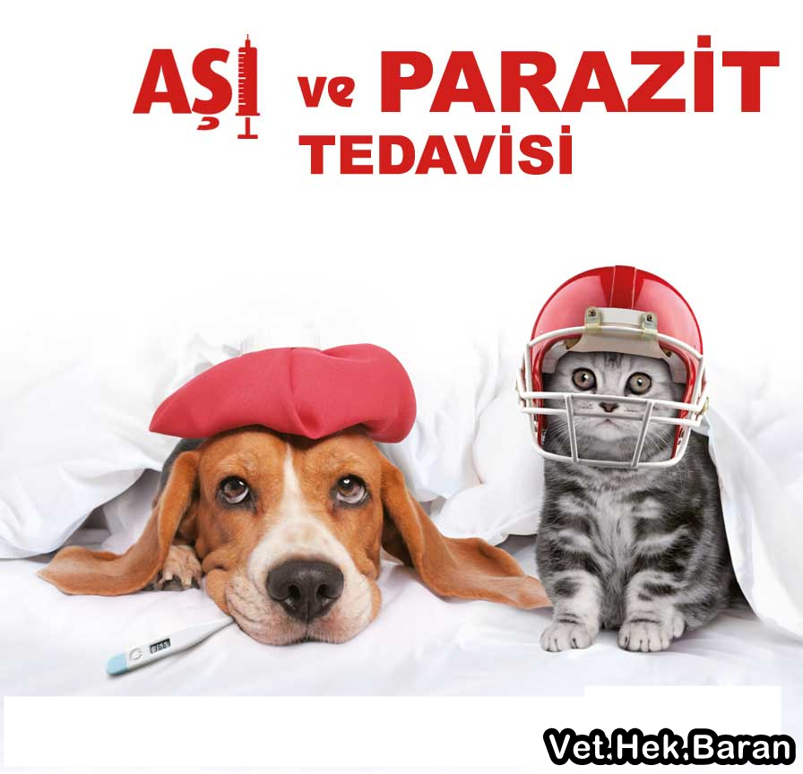 Veterinerim KEDİ AŞISI VE BİLGİLER