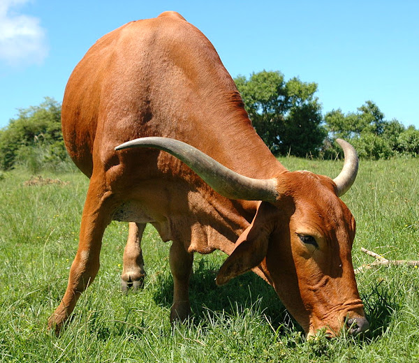 buying cattle, buying a cattle, how to buy a cattle, how to buy cattle