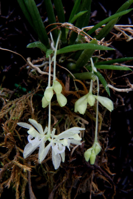 Seegeriella pinifolia