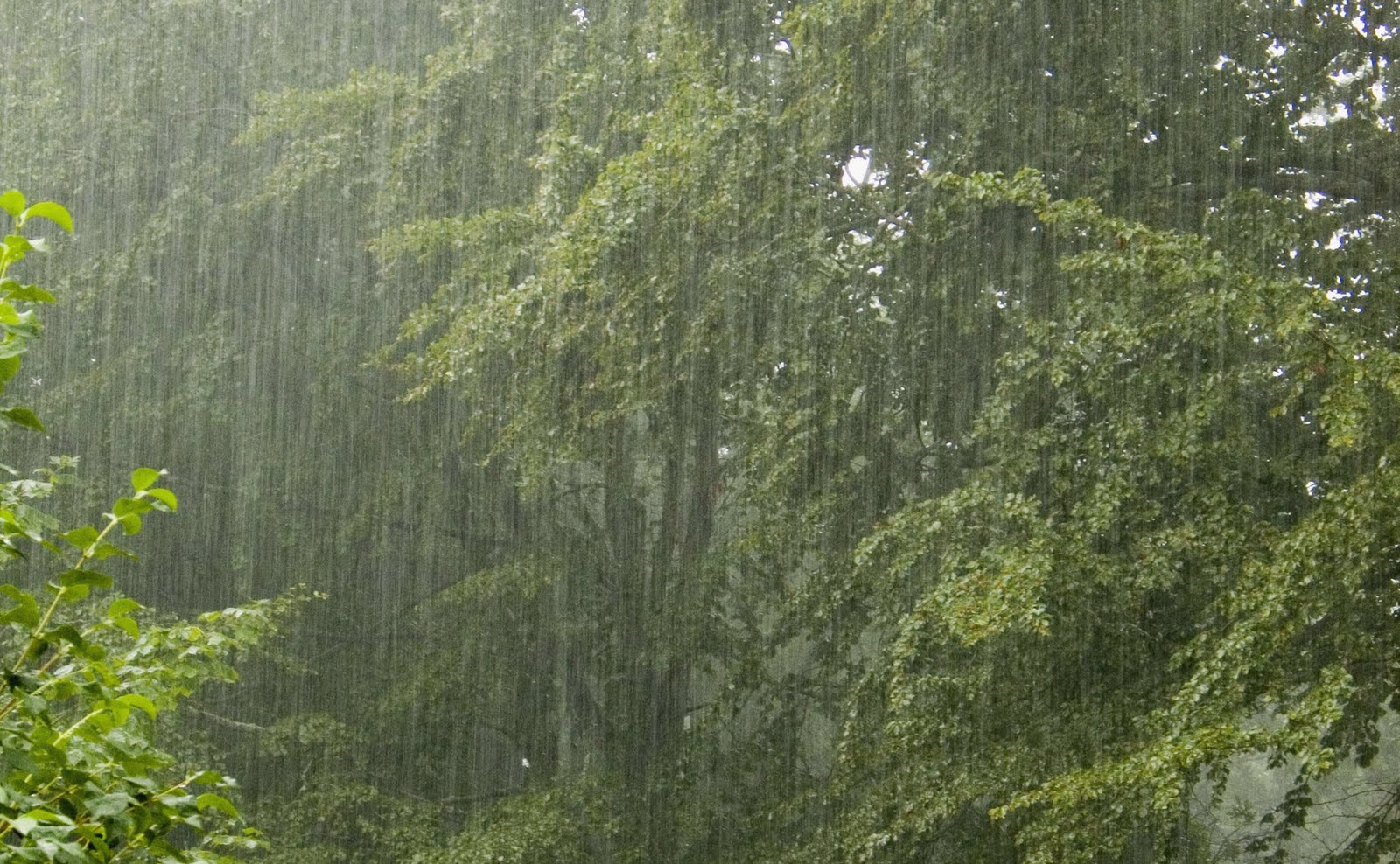 Latest WallPapers123: Rain Wallpapers for desktop