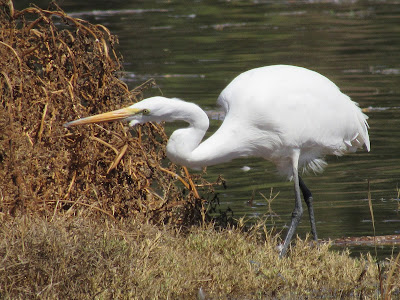 Colusa National Wildlife Refuge