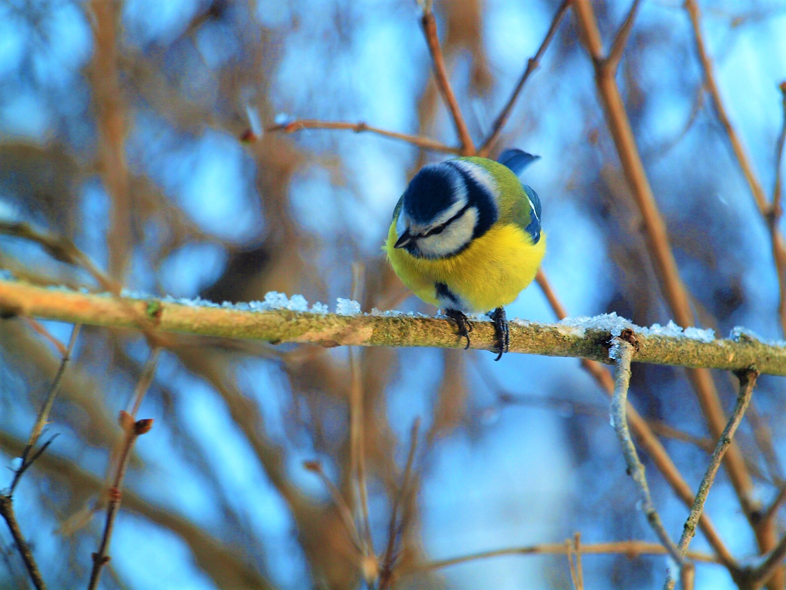 отряд воробьинообразные синица. семейство синиц. семейство синиц. зеленоспинная синица. лазаревка птица самка.