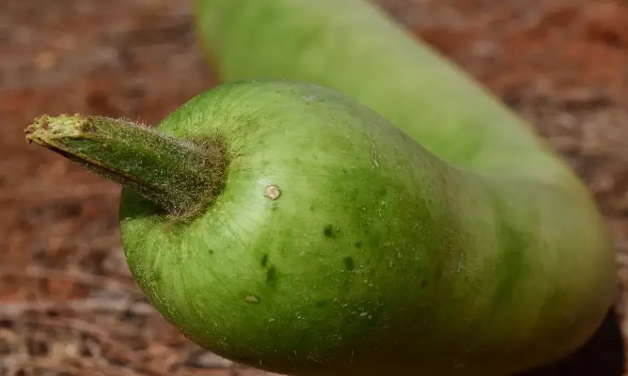 Vegetables Name in Marathi