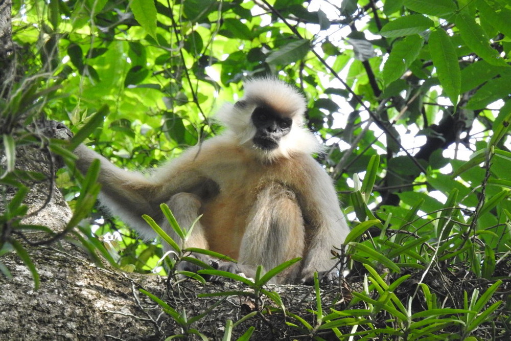Capped Langurs