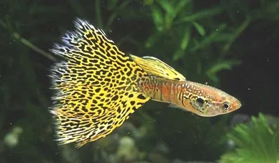 Ikan Guppy Yellow Lace Thailand - Cara Budidaya Ikan Guppy
