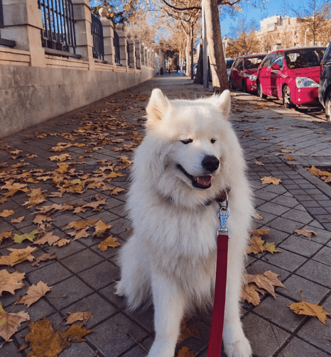 Perro samoyedo