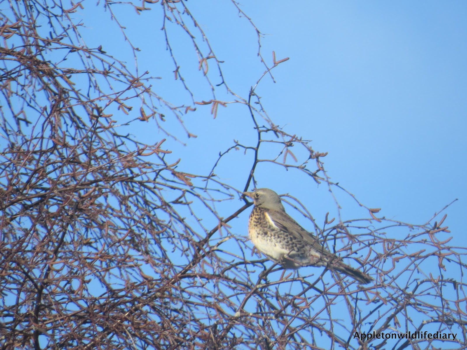 Appleton Wildlife Diary Owners of the bird table