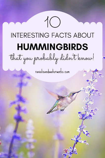 everything you need to know about hummingbirds