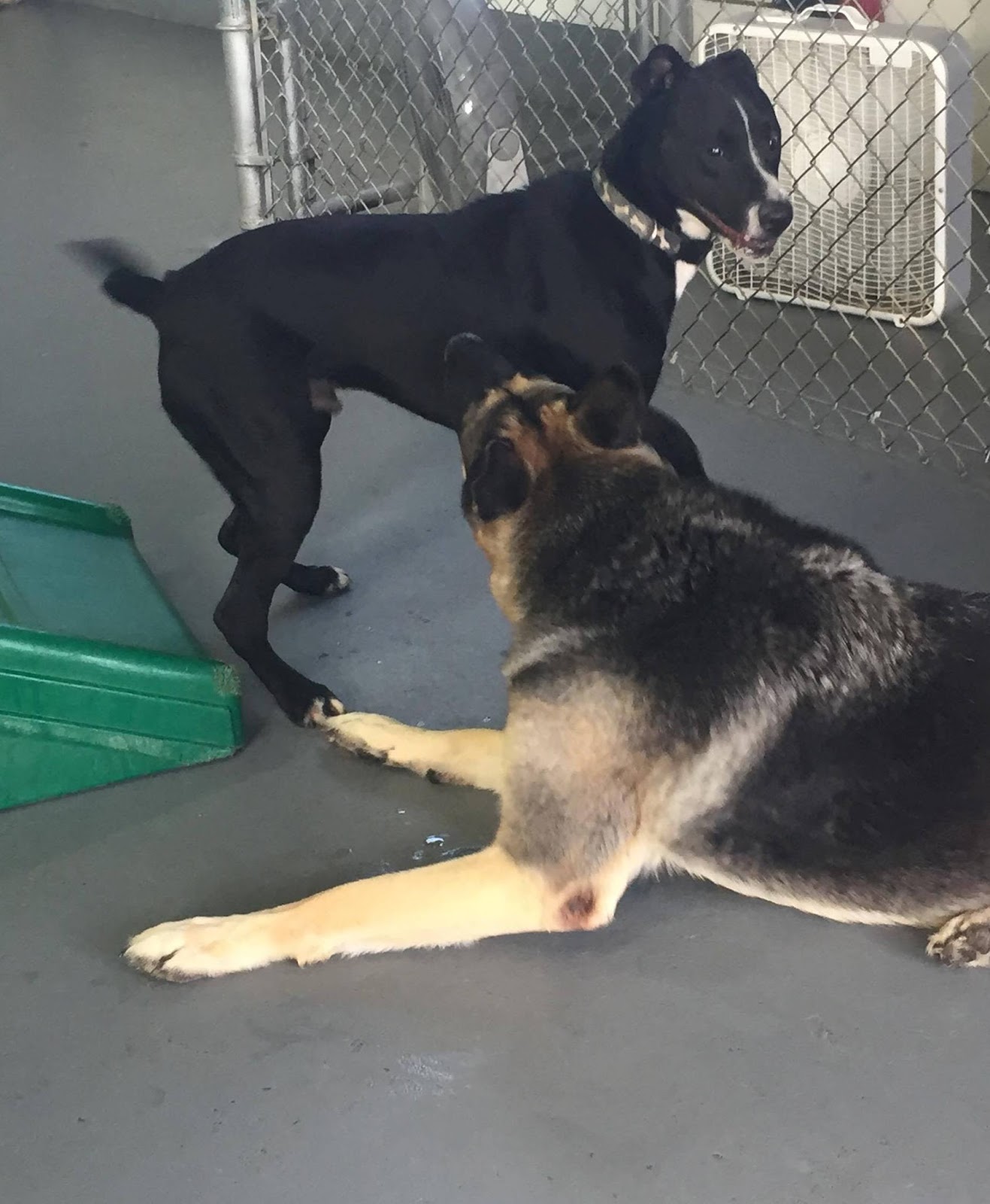 Hoosier Doggy Daycare and Boarding Doggy of the Week... Hahns!