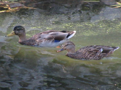 juvenile mallard ducks