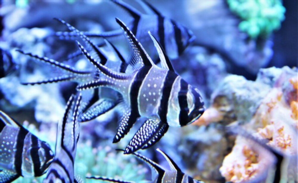 Banggai Cardinalfish