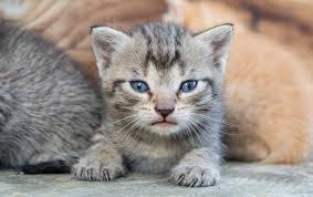 knows kit,kitty Knows kit,kitty