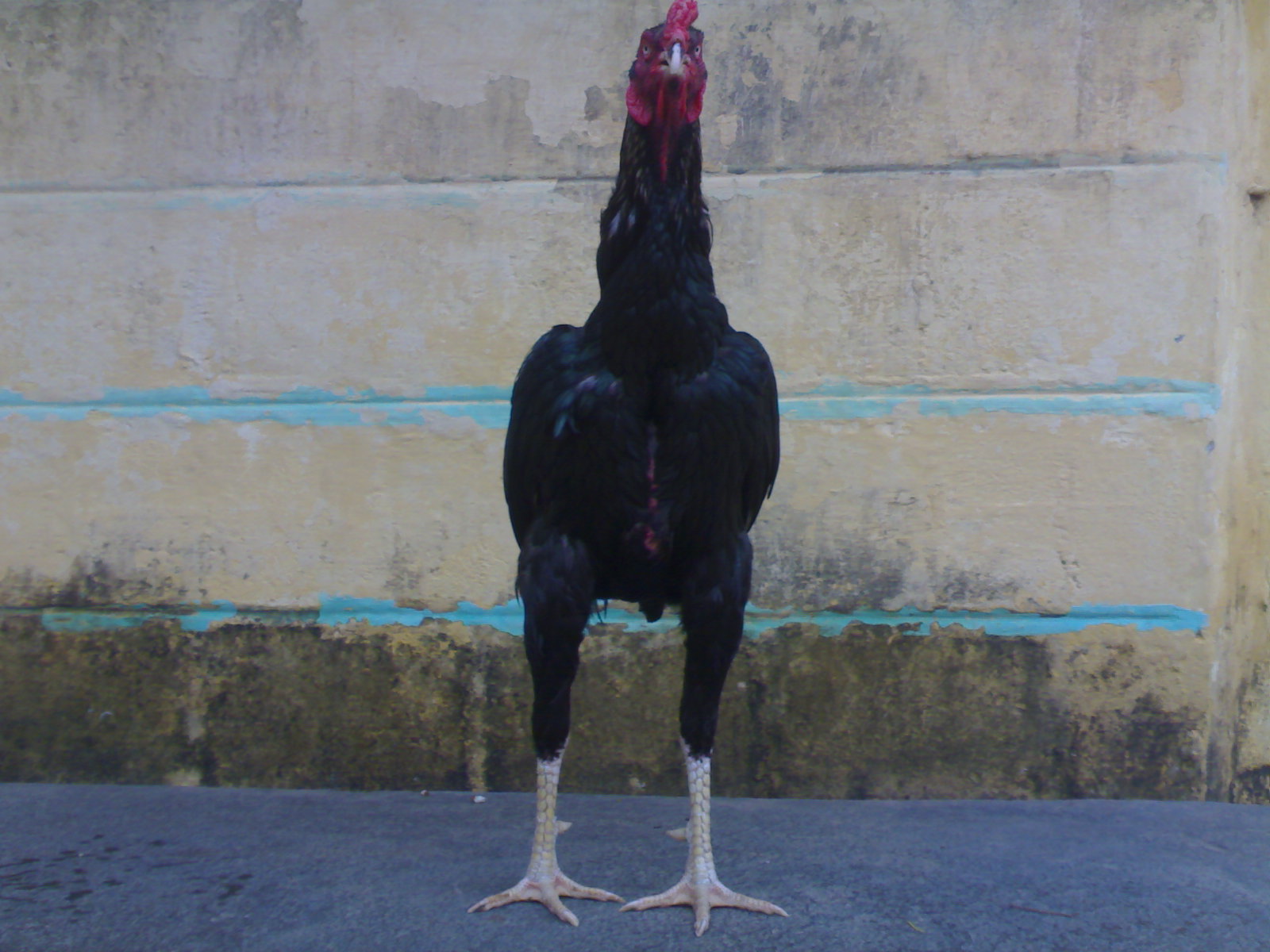 Fighting Rooster Kagar Java