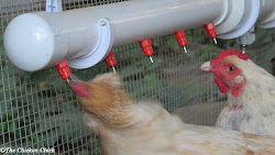 chicken nipple poultry water waterers chick fountain heater chickens nipples watering advantages diy clean coop systems waterer plans drink system