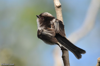 Mallerenga cuallarga (Aegithalos caudatus)