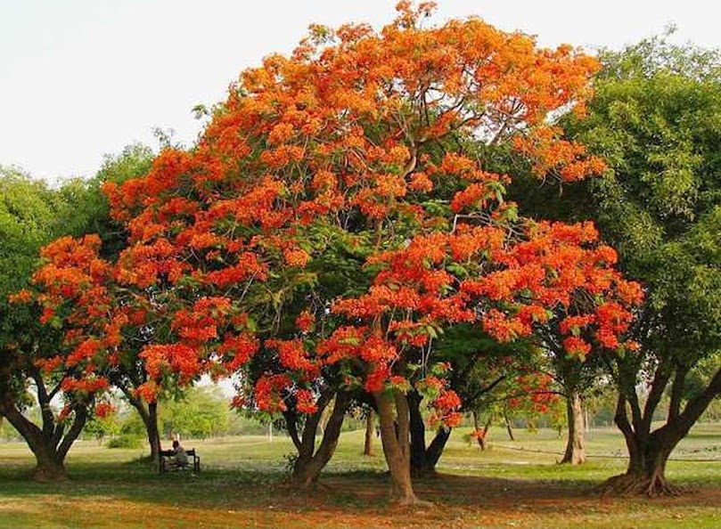Bibit Benih Seeds Biji Pohon Flamboyan Orange Cocok Untuk Dataran Rendah isi 5 biji Nusa Tenggara Barat