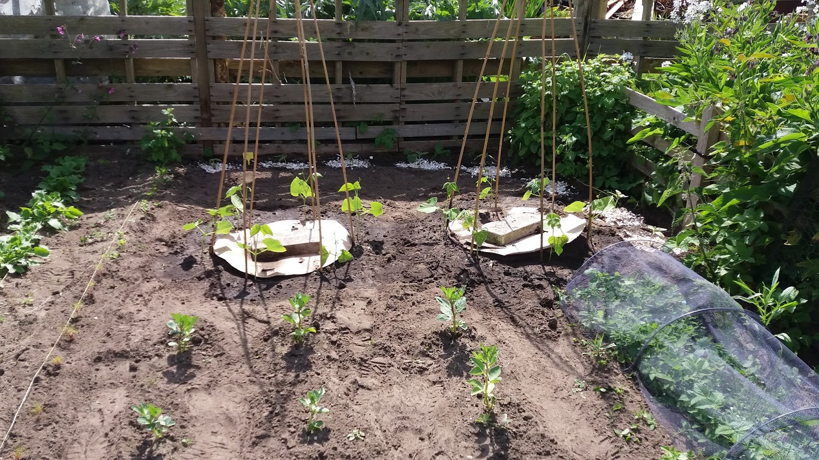 Allotment 65 Beans, Sunflowers and Pheasants!