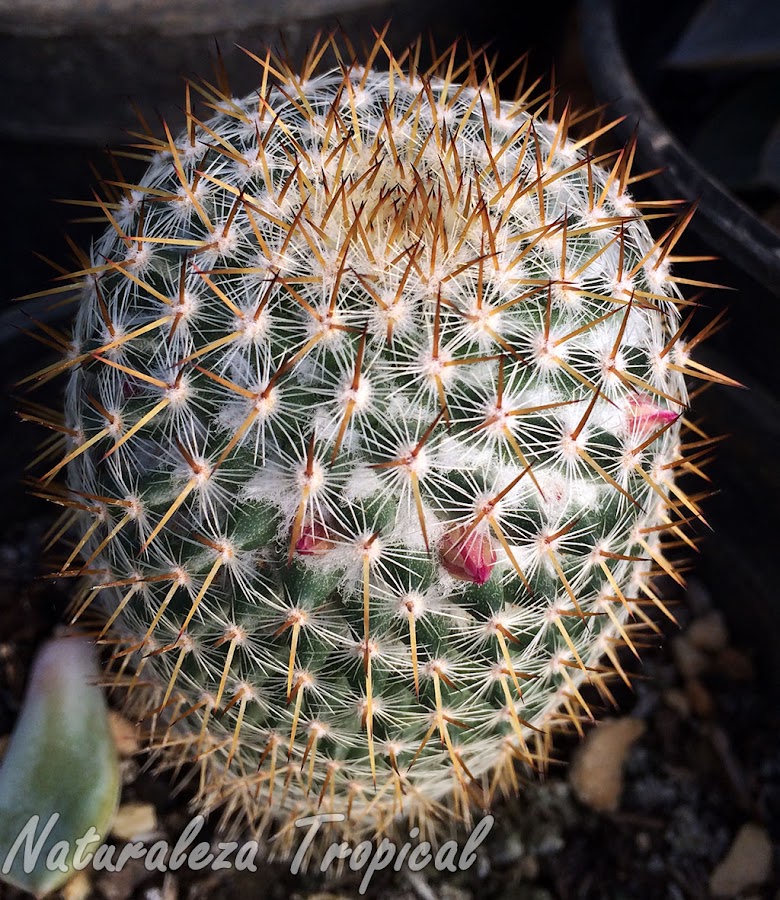 Otra variedad del cactus biznaga colombiana con espinas centrales más claras, Mammillaria columbiana