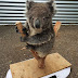40 Tricks Animal Care Workers Use For Weighing Different Animals